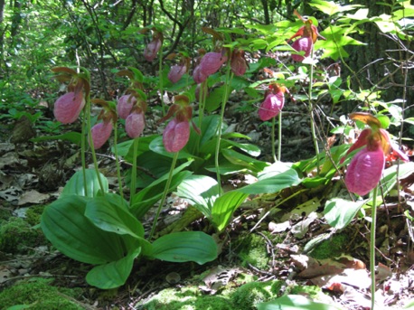 Pink Lady's slippers, a later spring woodland flower